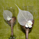 Pahare Miri model rustic cu frunza si floare